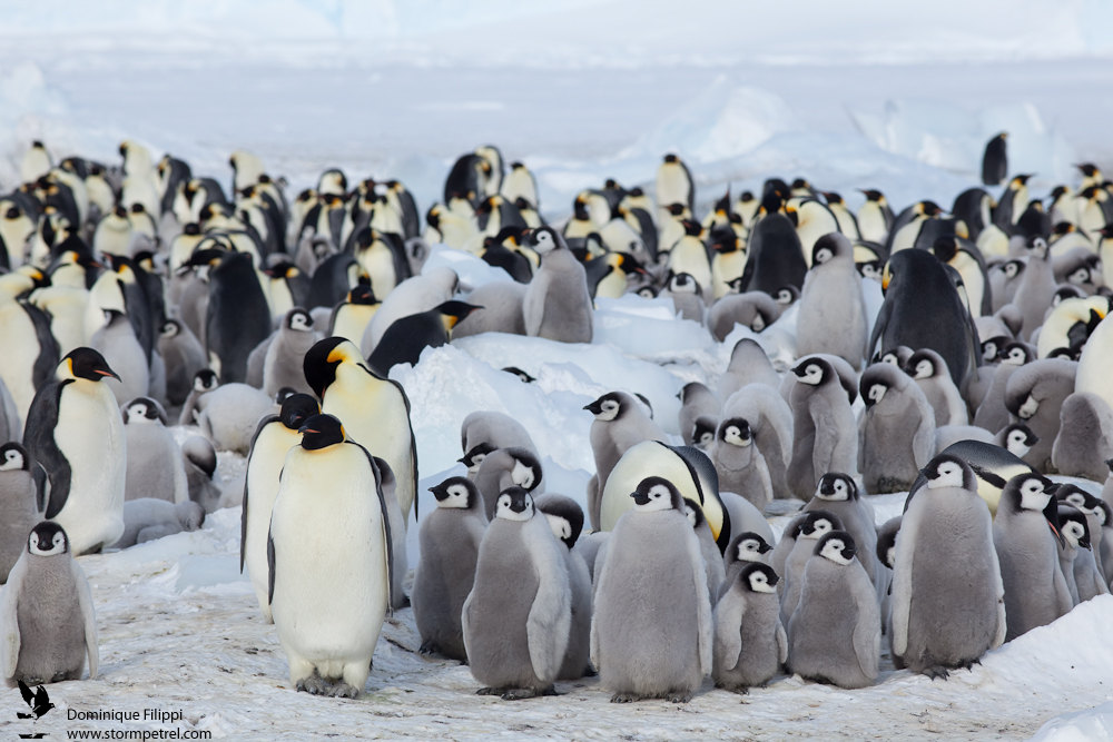 Social behaviours can allow individuals to flexibly respond to environmental change, potentially buffering adverse conditions like rough weather or low food availability #AnimBehav2023 @Asab_Tweets @AnimalBehSociety