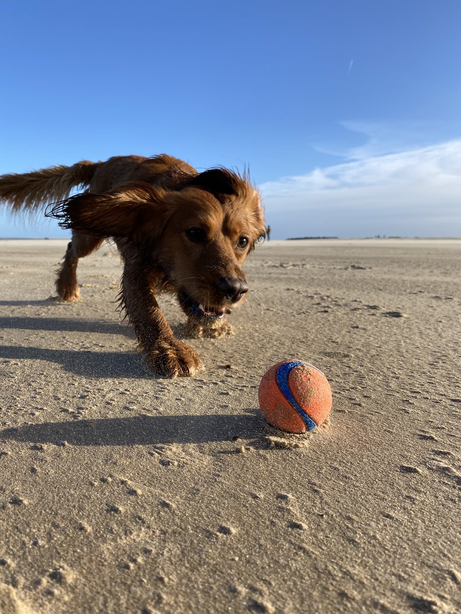 cricketteascouk's tweet photo. @GraemeDogfather Keep your eyes on the ball George. Oh, you do! https://t.co/OGs5WOiKBo