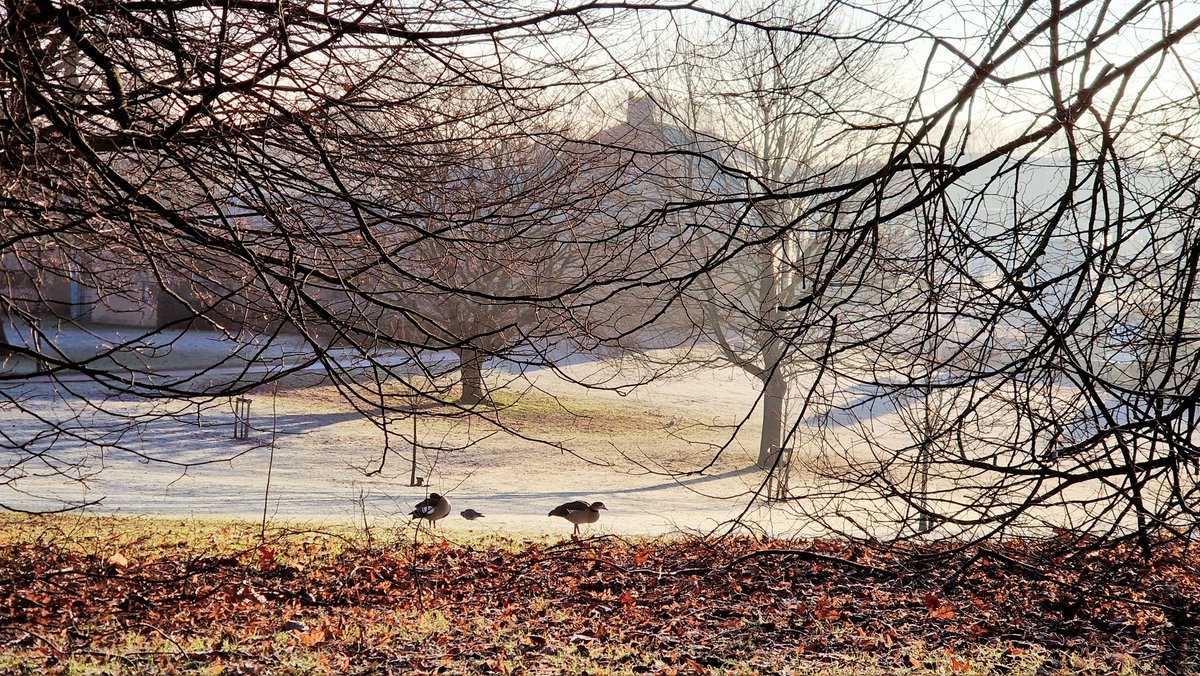 Had to cross #UniversityPark <a href="/UniofNottingham/">Uni of Nottingham #WeAreUoN</a> early this morning - what a privilege. 
#winter ❄️

#WeAreUoN #BeastsofUoN #Nottingham #Highfields