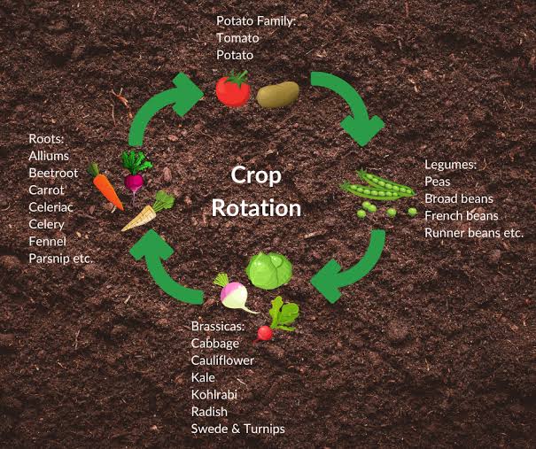 agribiztalk's tweet photo. Have you read our Publication on Regenerative Agriculture, https://t.co/RECHWONskf REGENERATIVE 
- Is a way of farming that looks after soil to help you get a good harvest. There is work &amp; less cost for the farmer.
#AgriBizTalkKe https://t.co/Min6nm4aaU #Agri4Value #ClimateAction https://t.co/0jaroEzQNy