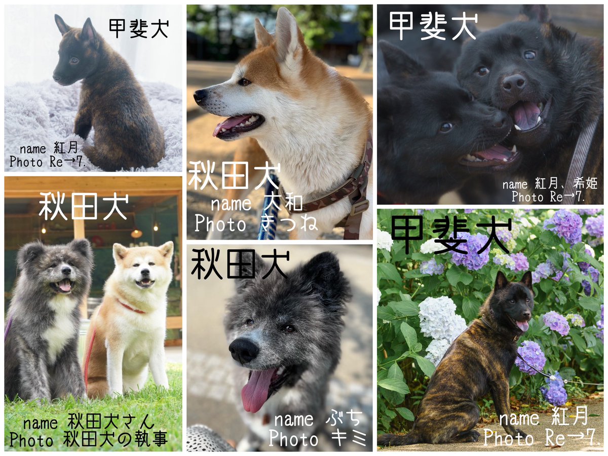 Reina_1539's tweet photo. 日本犬選手権！！
私のフォロワーは甲斐犬オーナーが多いはず！
柴犬に勝てるのでは！？
打倒柴犬！！

リツイートお願いします🥺
甲斐犬勝つぞ！

#柴犬 #甲斐犬 #紀州犬 #北海道犬 #四国犬 #秋田犬

↓リプにアンケートあります。
Twitterのシステム上4つまでしかできないので2回に分けます。 https://t.co/vnFh7MCDGU