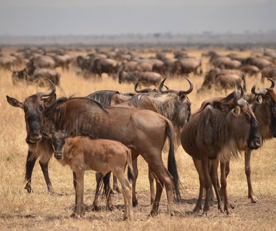 At the start of each year, something remarkable happens in the south of the Serengeti. Over half a million wildebeest are born from around January to March, as many as 8 000 calves in one day. The great migration calving season is one of the best times of year to visit Tanzania.