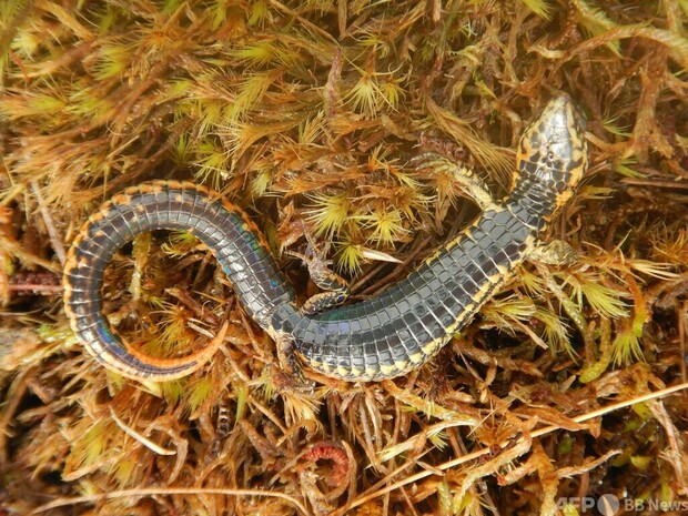 【発表】頭と側部に黄と金の模様、アンデス山脈で新種のトカゲ発見
news.livedoor.com/article/detail…

「プロクトポルス・タイタンズ」と名付けられた新種のトカゲは、アンデス山脈の標高3241メートル地点で見つかった。胴よりもしっぽは長く、背中と頭部には溝状にうろこが並んでいる。