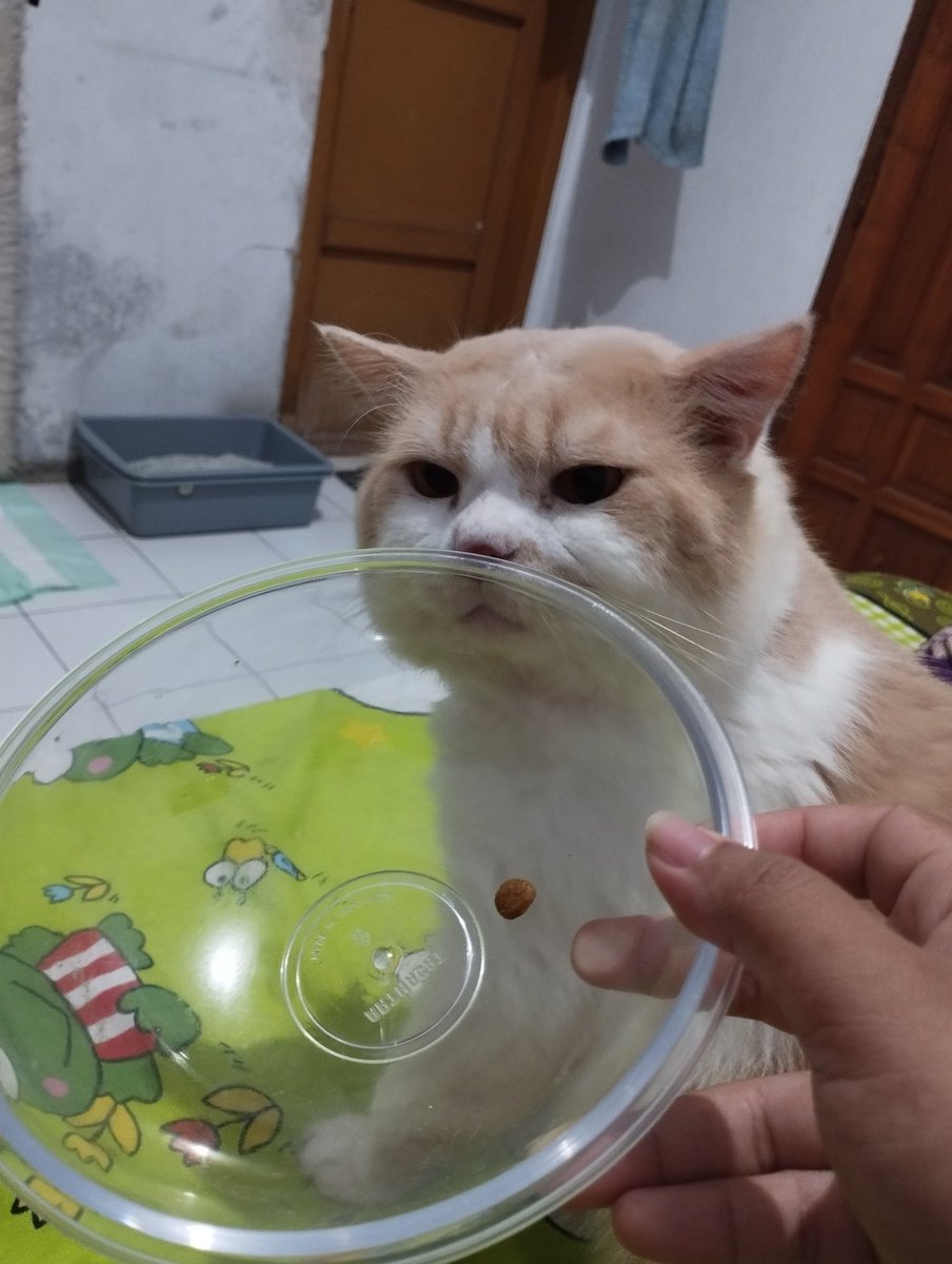 bucingsungguhan's tweet photo. WhhHhyYy harus selalu disisain 1 kibble 😥

Makan siang.             &amp;.   Makan sore https://t.co/k1KuchngWP