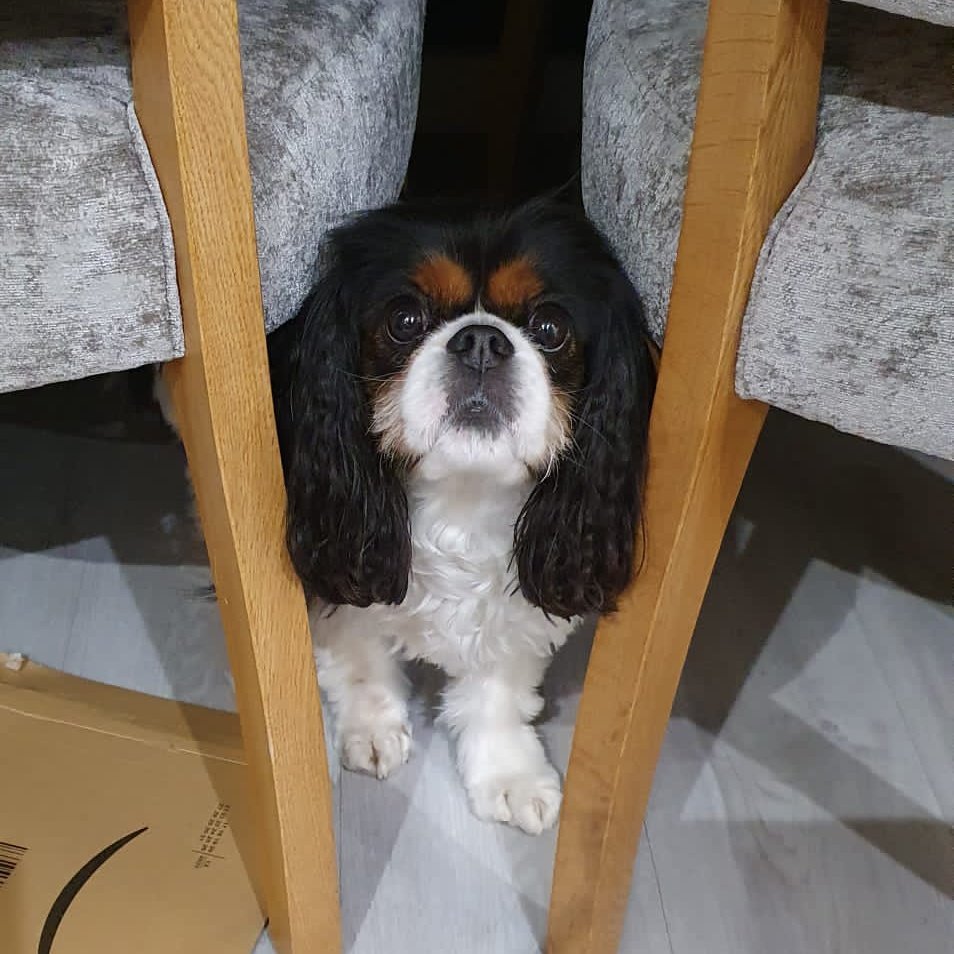 🐰ellie🐰 commissions open tweet media