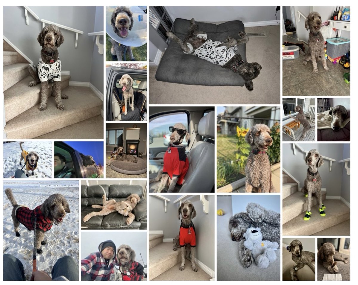 Sir Ryan the Spoo 🇨🇦 tweet media