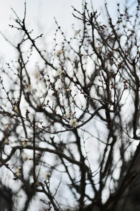 梅は咲いたか桜はまだかいな 