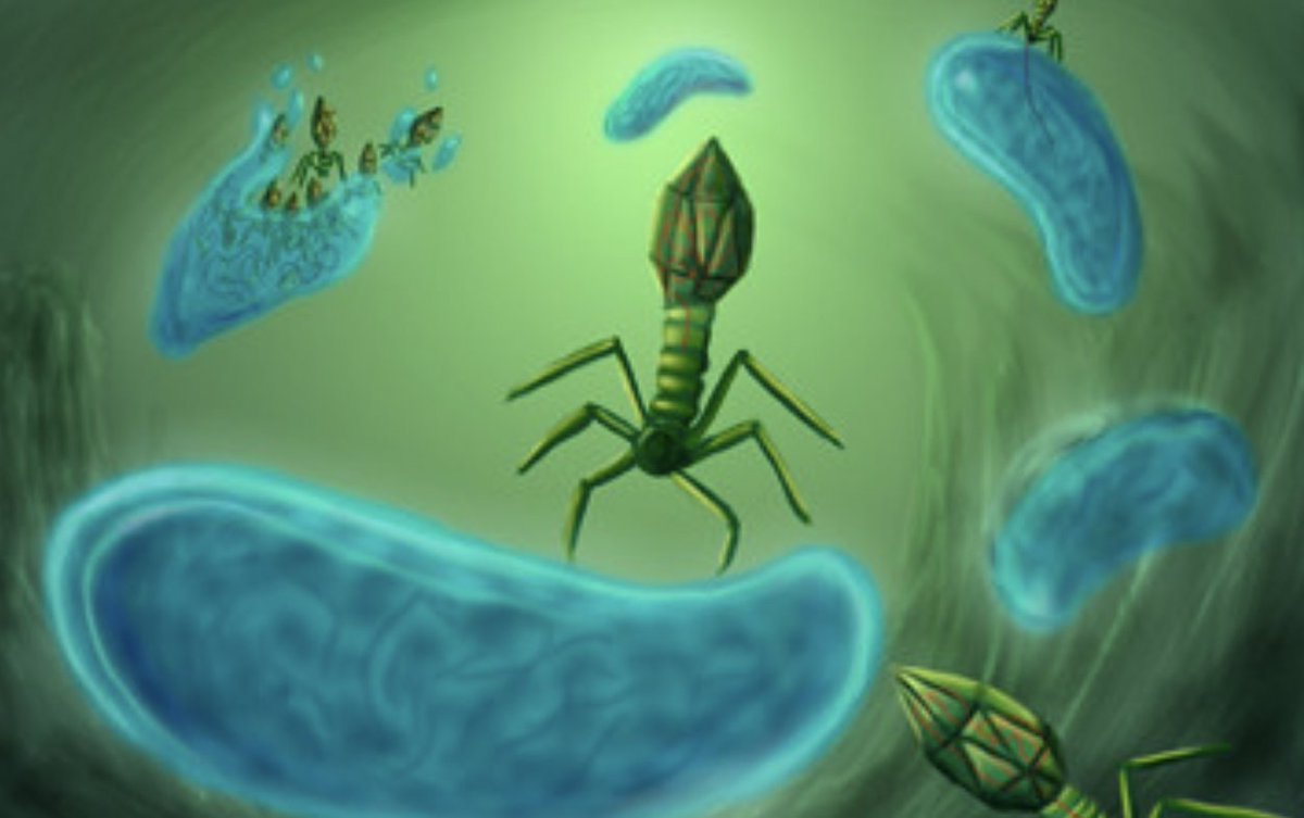 RafalMostowy's tweet photo. Pls RT // We have a postdoc position available at our lab at @MCB_UJ. It's an exciting &amp; ambitious project at the intersection of evolutionary genomics and protein evolution to help understand the arms race between bacteria and phages. Deadline: Sun 12 Feb
https://t.co/eTrWzXT6cx https://t.co/EaKT8rcFbK