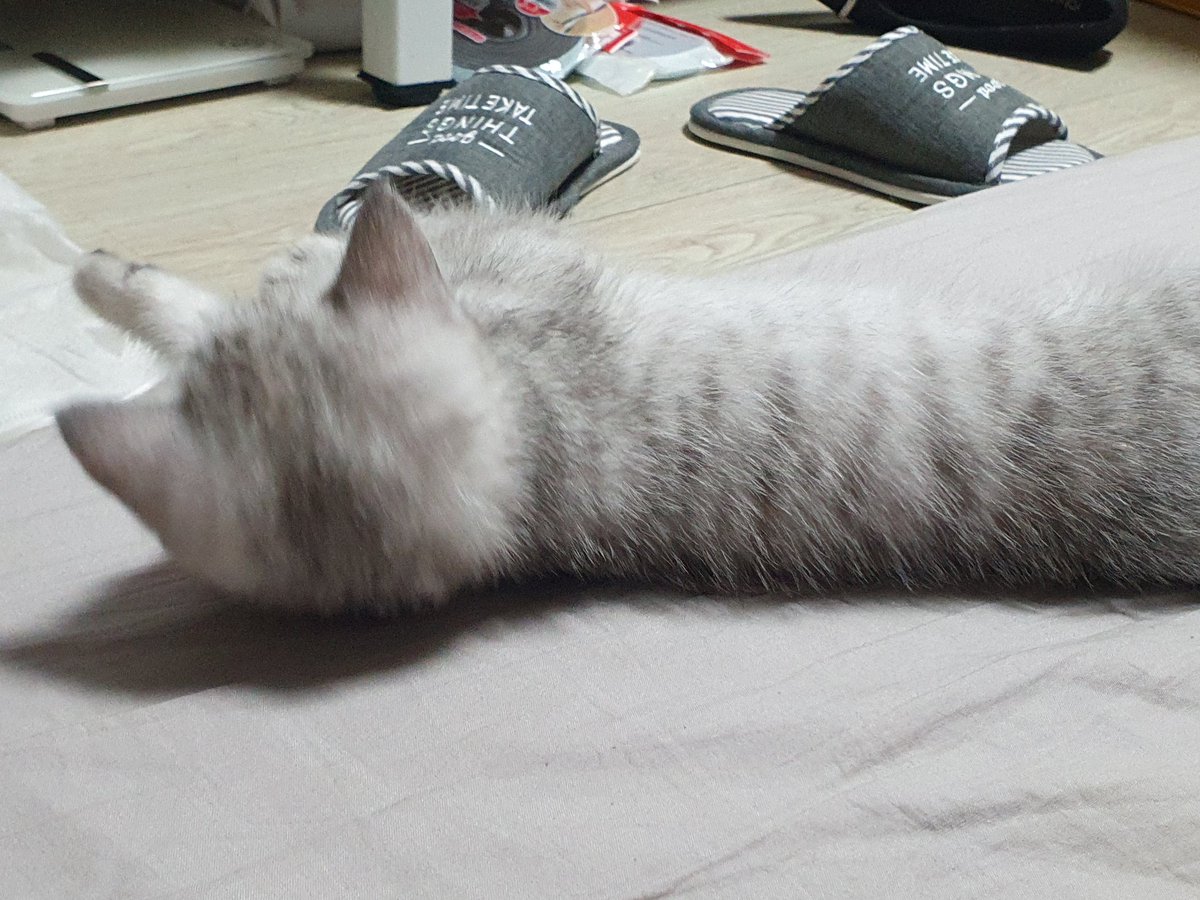ZRuinan's tweet photo. 我推特好好的呀 https://t.co/bGAm7OA89P
