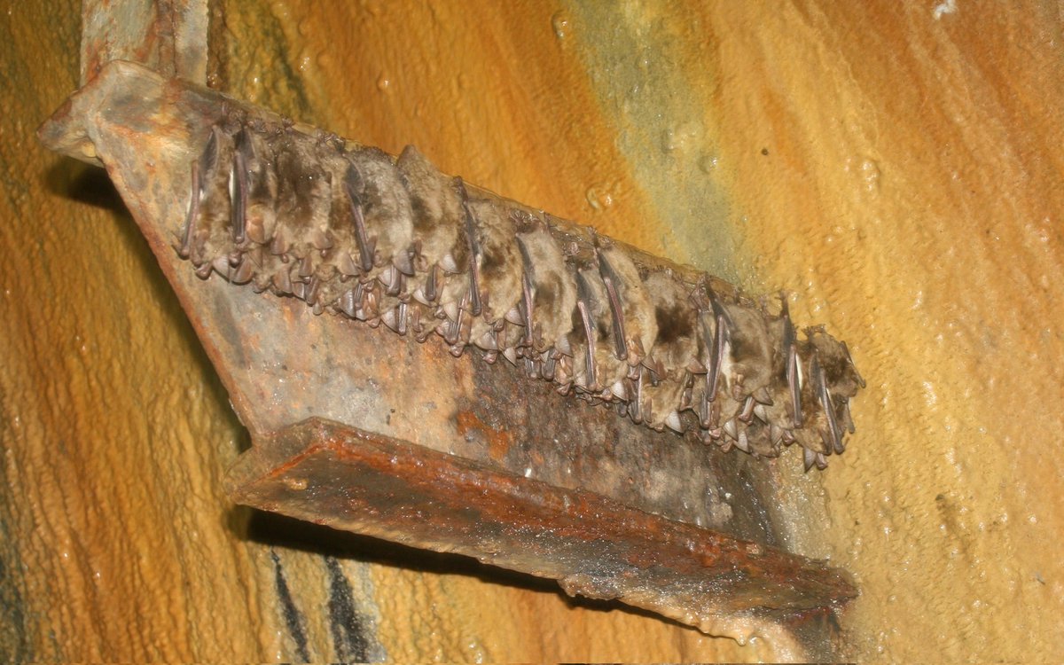 <a href="/MathewsFiona/">Fiona Mathews</a> <a href="/_BCT_/">Bat Conservation Trust</a> <a href="/albertabats/">Alberta Bats</a> <a href="/HenlakeBats/">Lizzie Platt</a> <a href="/DevonLNP/">Devon Local Nature Partnership</a> Amazing what bats will line up on, anyone would think they wanted to be counted !