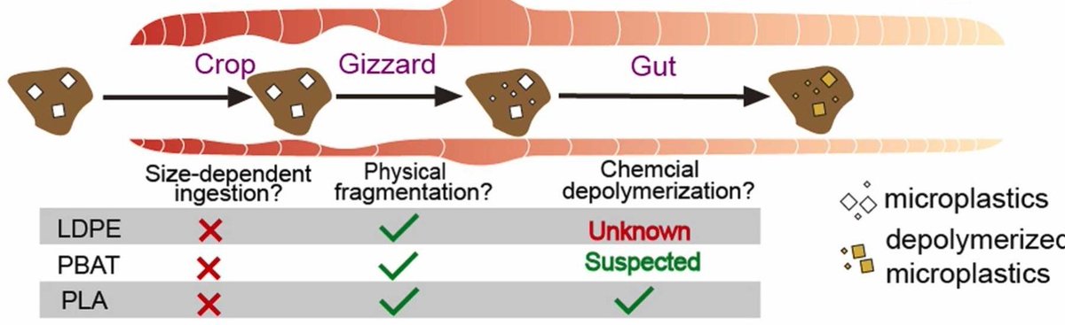 New research paper from Ke Meng and members of the MINAGRIS team out now, finding that some (but not all) plastics are broken down AND depolymerised by earthworms in their gut, leading to interesting questions about bioremediation... 🤔🪱sciencedirect.com/science/articl…