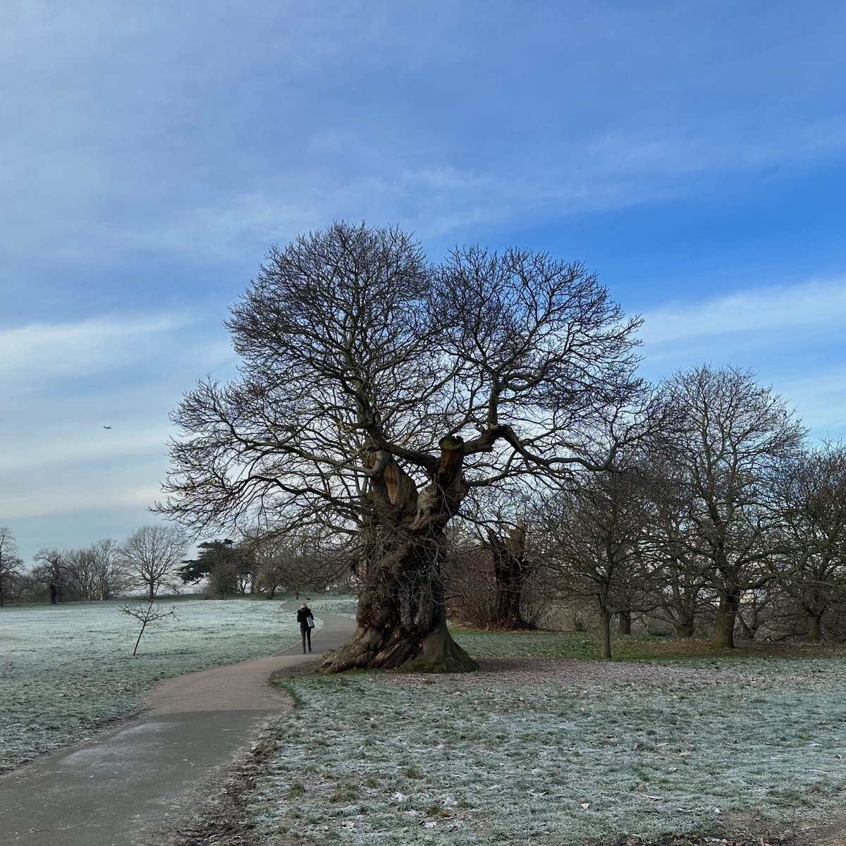 VivienImages's tweet photo. Frosty, chilly morning in Greenwich Park https://t.co/1Ezw5mdXZk