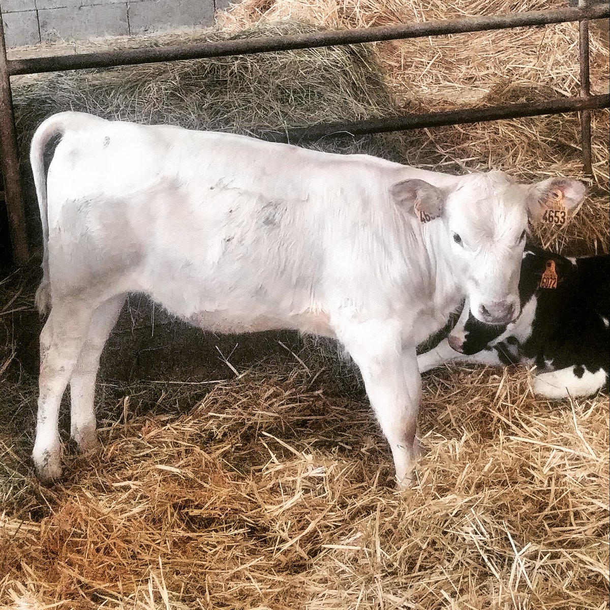 alexandre123698's tweet photo. "Vous ne verrez rien de plus beau..."
#silvermouse #inra95 #agriculture #Souricette https://t.co/sQto0qrWIV