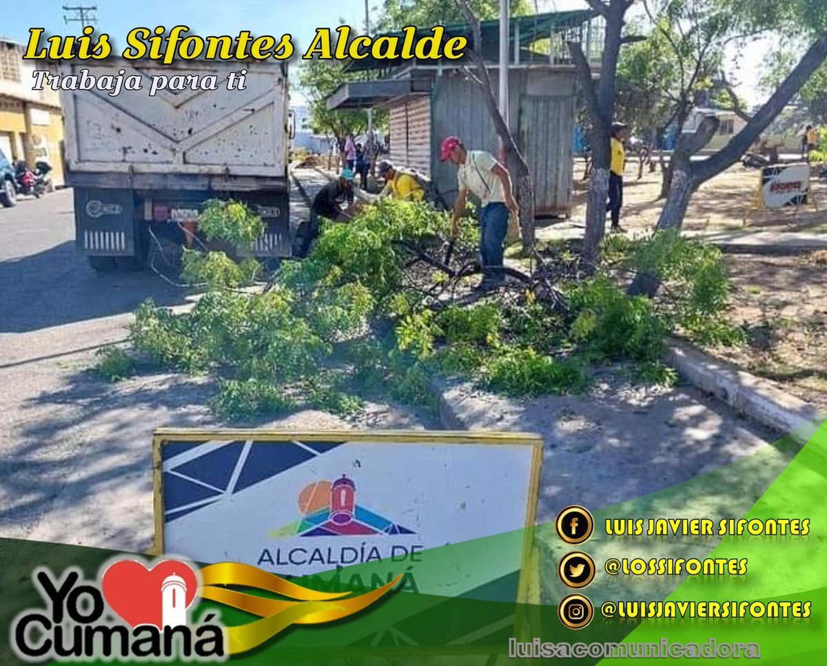 YO♥️CUMANA 🌺Trabajando por su Gente🌺 🪷 #17Ene Bajo las orientaciones del alcalde .@lossifontes se llevó a cabo jornada de poda, desmalezado y mantenimiento de áreas verdes desde Av. Arismendi de #Cumana 🪷 #SancionaLasSanciones #FelizMartes #Sucre 🌸 .@NicolasMaduro