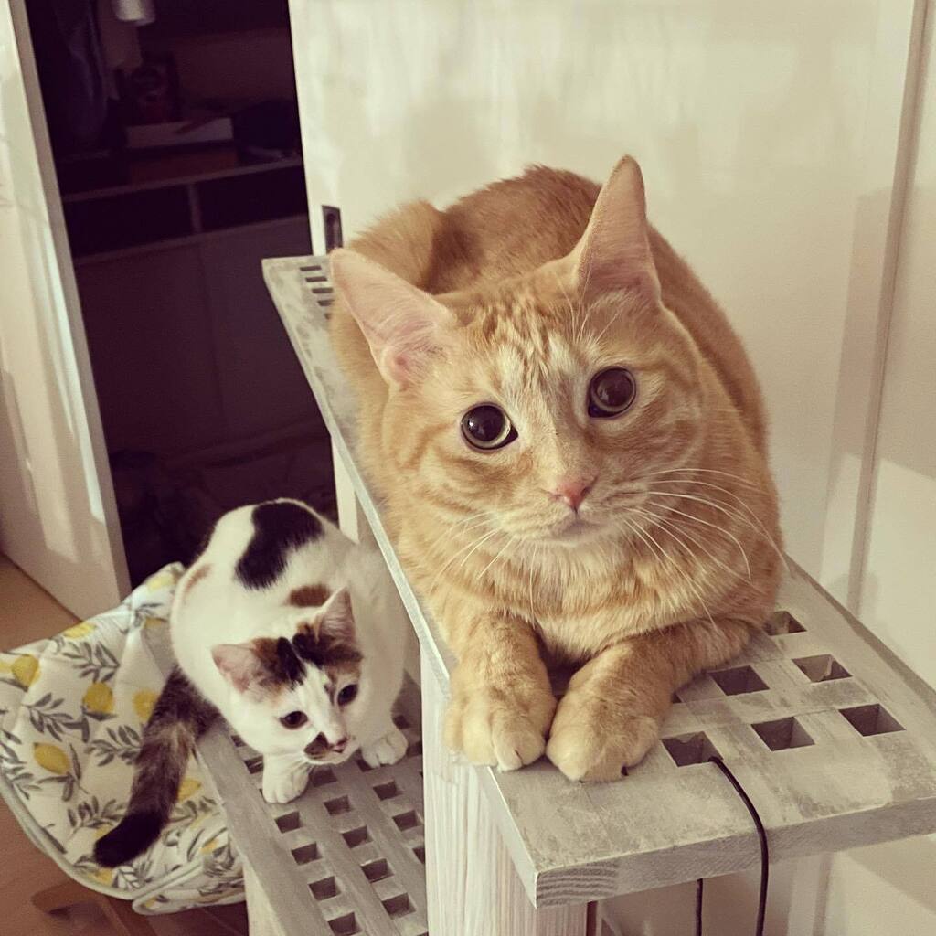 Chiii_chi__'s tweet photo. 🐾電気代に💡ぶっ飛んだおかぁしゃん🐾
#ストーブの灯り
#猫 #ねこ #保護猫と暮らす #猫のいる暮らし #にゃんすたぐらむ #猫部　#ペコねこ部　#nyancon01 #sippoストーリー
#cat  #고양이　#catstagram #catlife https://t.co/jUaWz3XRVv https://t.co/KJgj5gWYgI