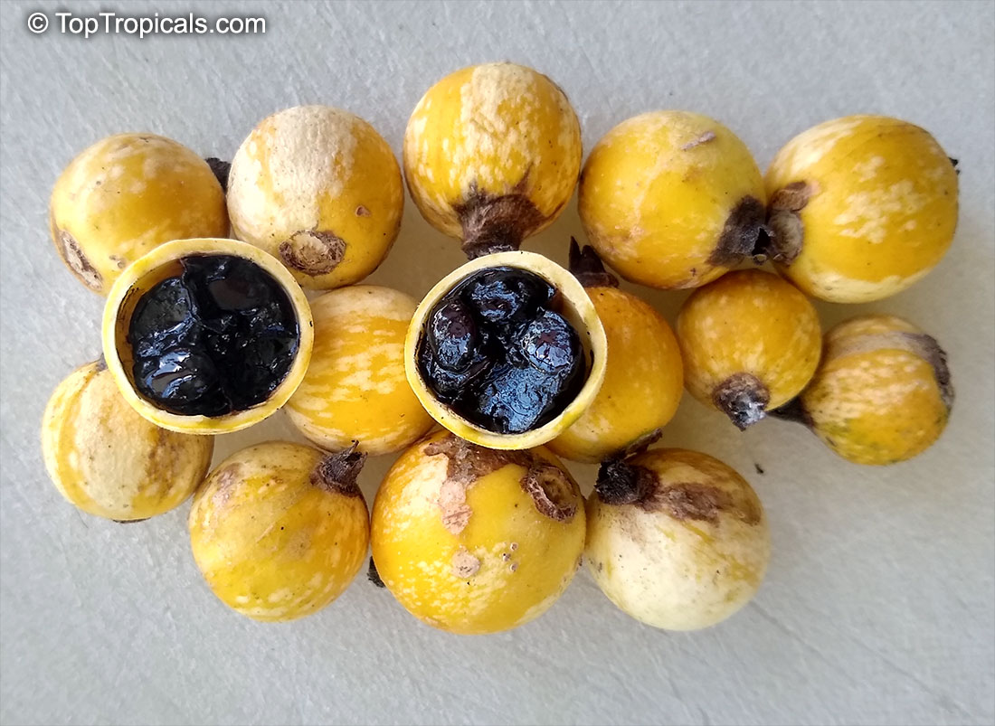 toptropicals's tweet photo. #Randia formosa - Blackberry Jam Fruit is tropical small evergreen very #raretree that bears white #fragrantflowers and #ediblefruit that tastes like blackberry jam!
This unique compact plant, perfect for container culture.
https://t.co/HI55jO1GC8
#exoticfruits
#TuesdayTreat https://t.co/3nIVjYVOU5