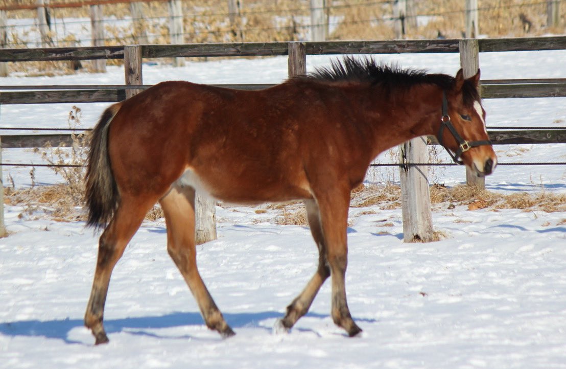 エルカスティージョの妹だ😆
姉と違ってしっかり目の骨格。筋力強かったら楽しみ☺️ 