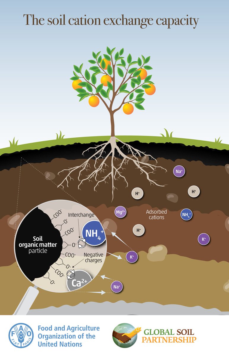FAOLandWater's tweet photo. Soil organic matter acts as a colloid, attracting positively charged elements and compounds including cations and other nutrients🌱

Learn more about the cation exchange capacity enhanced by organic soil colloids➡ https://t.co/DXggCcfCFS

#SoilHealth #Soils4Nutrition https://t.co/rtWJWzL4iy
