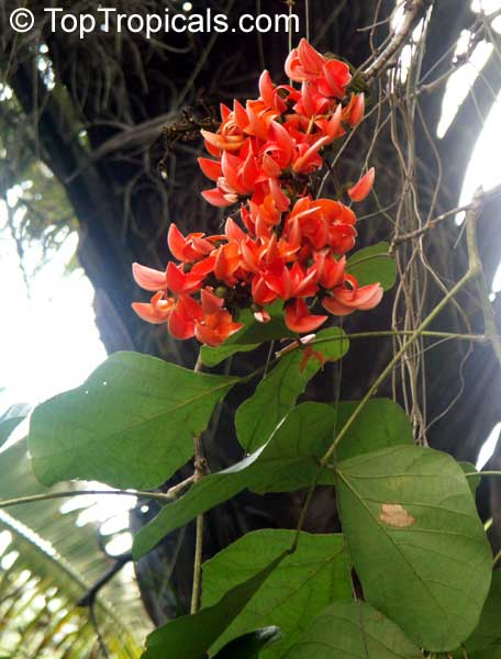 toptropicals's tweet photo. #Butea monosperma - Flame of the Forest is stunning small tree with spectacular clusters of red flowers. The trunk becomes twisted, follows no particular pattern. At the base it can form a bottle-like caudex if grown in a pot.
https://t.co/nsemB99chW
#floweringtrees
#TuesdayTreat https://t.co/EeOKvus5YT