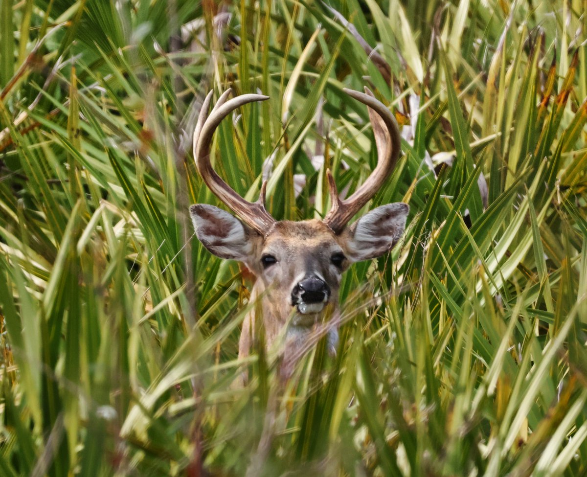 nflandtrust's tweet photo. When you're casually taking photos of landscapes, and this guy pops up. #winning

📷: Jean Blom https://t.co/kEJx4znqDH