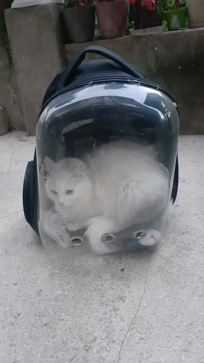 masum_gozler's tweet photo. Bu güzelliği bugün çantasıyla müzeye terk edip gittiler. 2 yaşlarında, dişi kısır. Çok korkmuş. Ömürlük yuvasını arıyoruz (istanbul)
Yaygınlaştırabilir miyiz?

@sckrgllr https://t.co/WlFQu0Mzk5