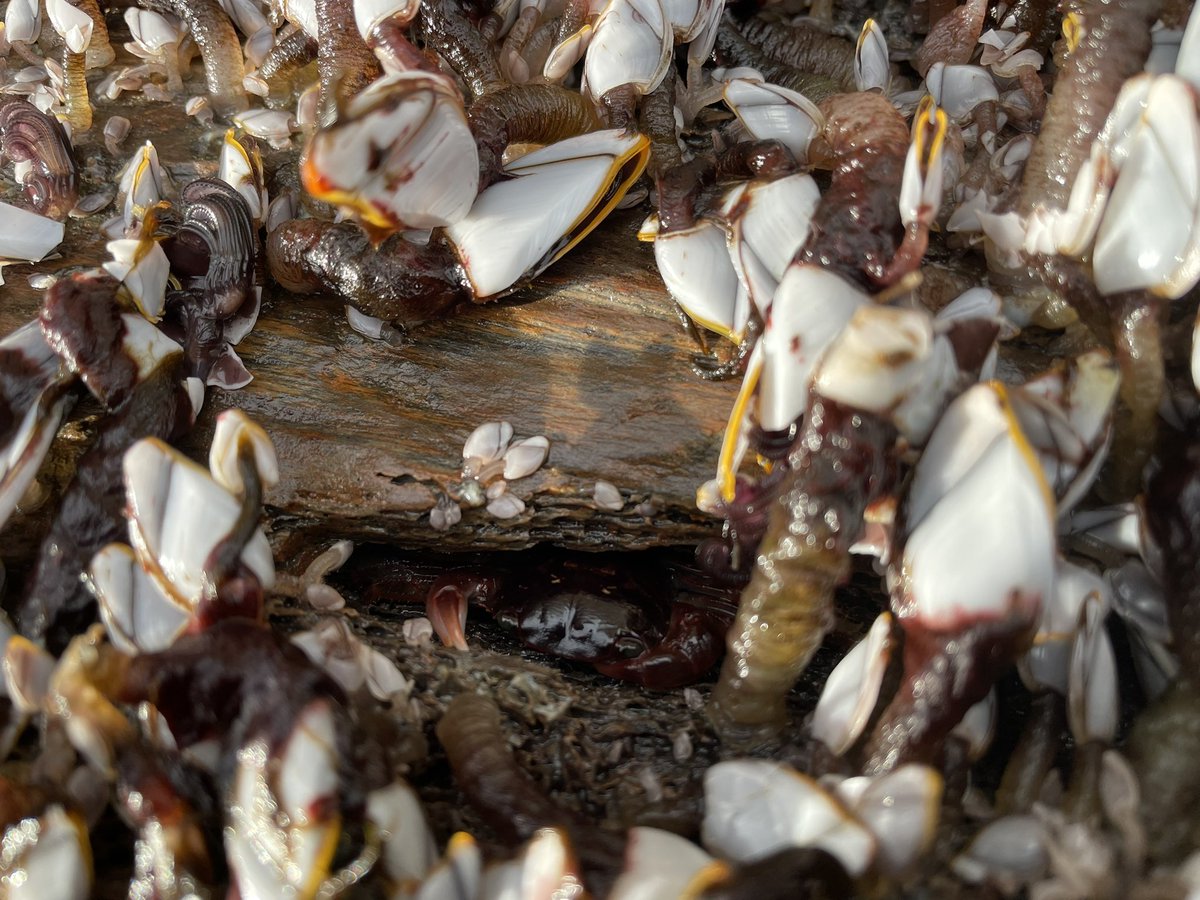 A long distance traveler peeking out from its hide hole.  Loads of Columbus crabs on this bit of wood and Goose Barnacles. #Scilly