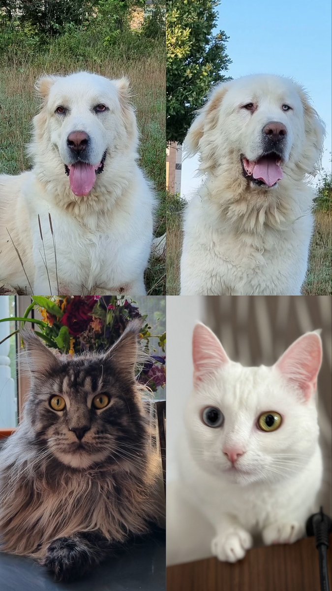 henrizagallo's tweet photo. #lafamilia #dog #cat #alabai #alabay #mainecoon #vankedisi #hera #ares #whisky #baileys https://t.co/6tmNL4gZcE