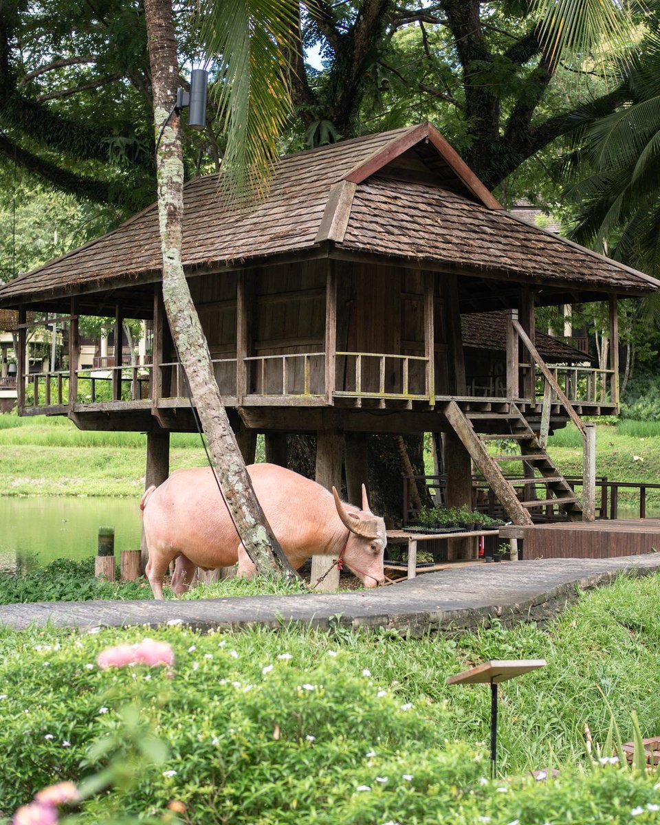 FSThailand's tweet image. A celebrity in our midst: head to the paddy fields to meet P'Tae, our beloved water buffalo. If you're lucky, he'll let you bathe him and pose for a picture or two! @k_az789  #fschiangmai #experiencefs