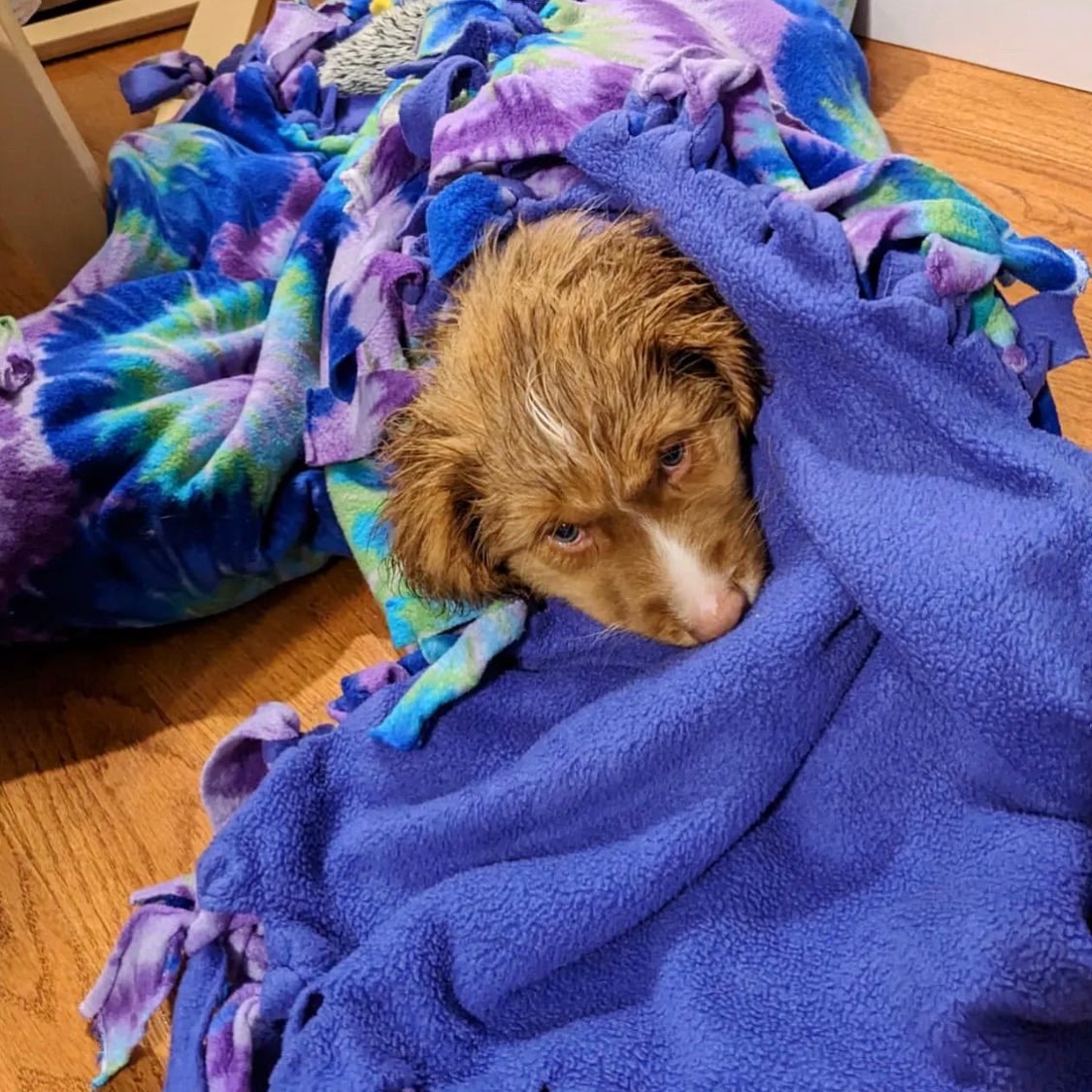 NSFisherman's tweet image. 🛁 Survived the first bath! Marty is a baby Toller and here’s why his human chooses to use #PetBar (natural dog shampoo): 

1) Sensitivities - Pups can have sensitive skin and be prone to irritation, hot spots, itching &amp;amp; scratching 🔥