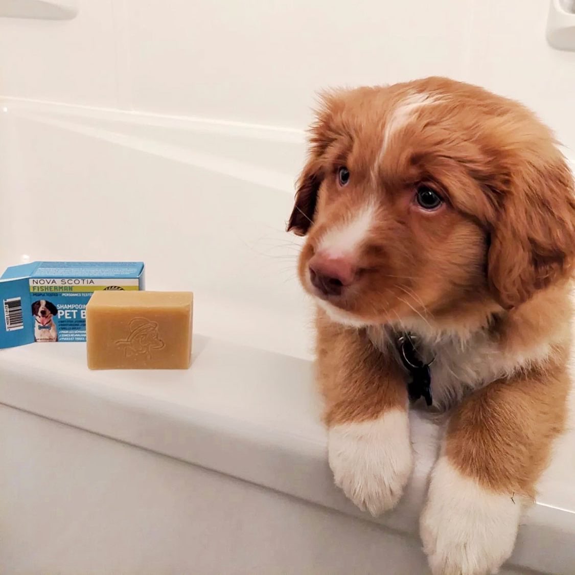 NSFisherman's tweet image. 🛁 Survived the first bath! Marty is a baby Toller and here’s why his human chooses to use #PetBar (natural dog shampoo): 

1) Sensitivities - Pups can have sensitive skin and be prone to irritation, hot spots, itching &amp;amp; scratching 🔥