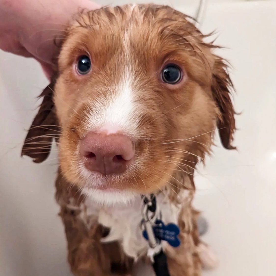 NSFisherman's tweet image. 🛁 Survived the first bath! Marty is a baby Toller and here’s why his human chooses to use #PetBar (natural dog shampoo): 

1) Sensitivities - Pups can have sensitive skin and be prone to irritation, hot spots, itching &amp;amp; scratching 🔥