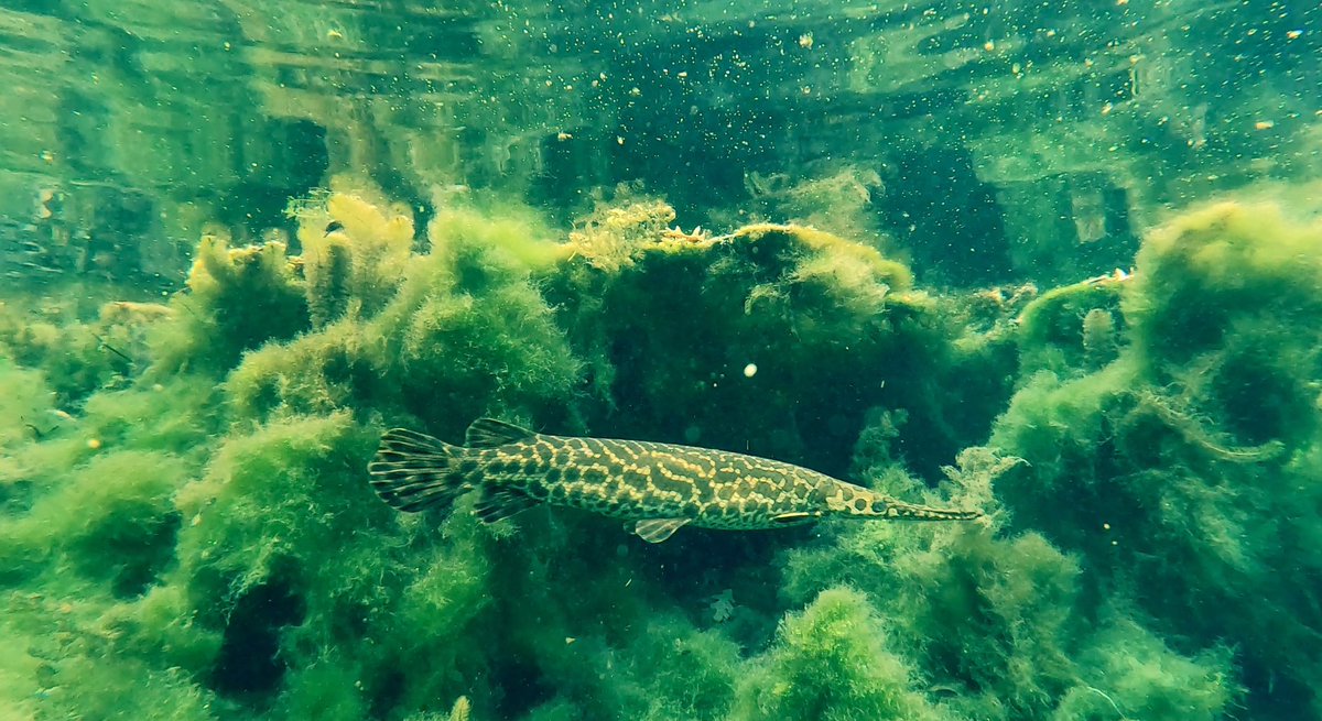 RainyDayScuba's tweet photo. Every time I get to dive @MeadowsC4Water @txst I feel extremely privileged because I get to dive with creatures as majestic as a #spottedgar they are beautiful docile creatures.
#SanAntonio #SanMarcos #Scubadiving #padi #divessi https://t.co/hAT2ZGhPWt