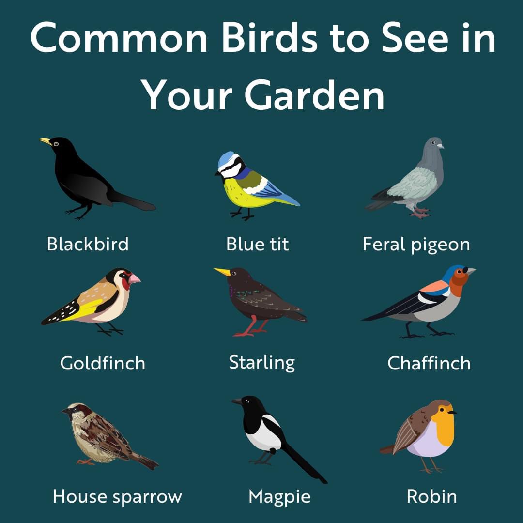Have you stocked up on bird foods for #gardenbirdwatch later this month
Order from us and you’re supporting #farmers too as our bird foods are made by ourselves on our farm
#mhhsbd #garden #gardenbirds