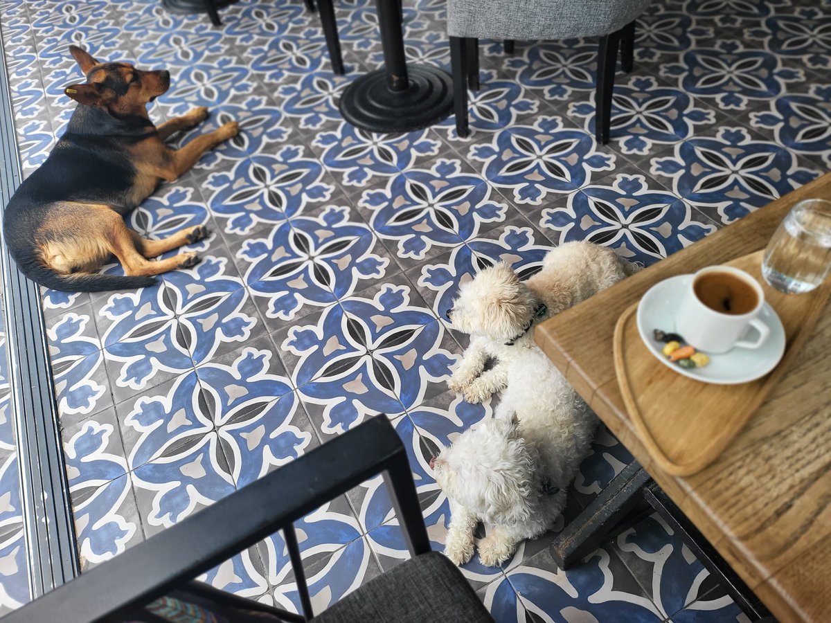 suzannehexican's tweet image. #HEXflex #familytime #dogsarefamily #turkishcoffee #beachlife #Dobby #Maja #Luigi #Turkey #lovemylife #TYRH #HEXICANS #HEX $HEX
