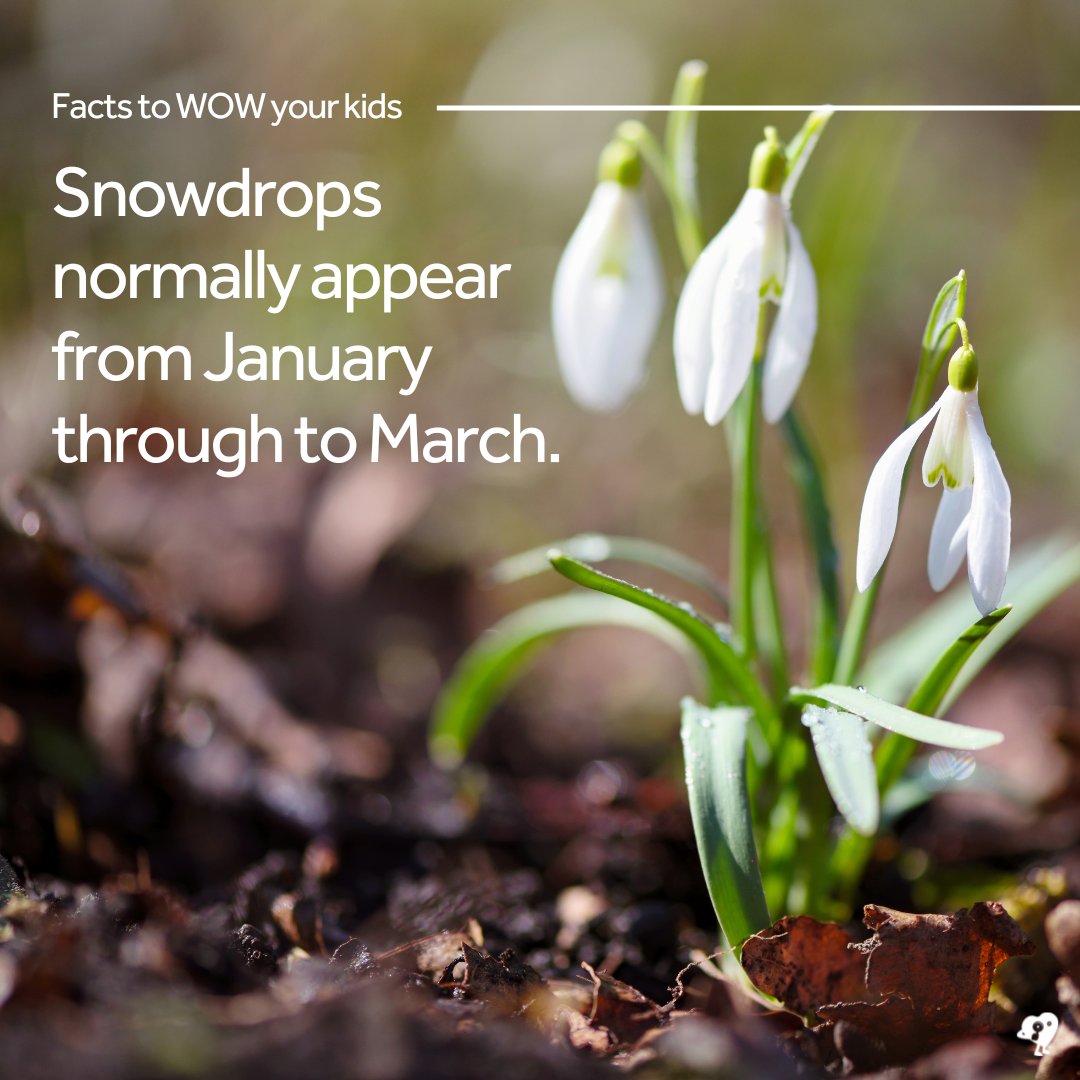 Have you spotted any snowdrops yet? Snowdrops can grow in many places; you could look for them in parks, woodland, meadows, alongside roads, verges and riverbanks. Where's your favourite place to see snowdrops? #factstowowyourkids