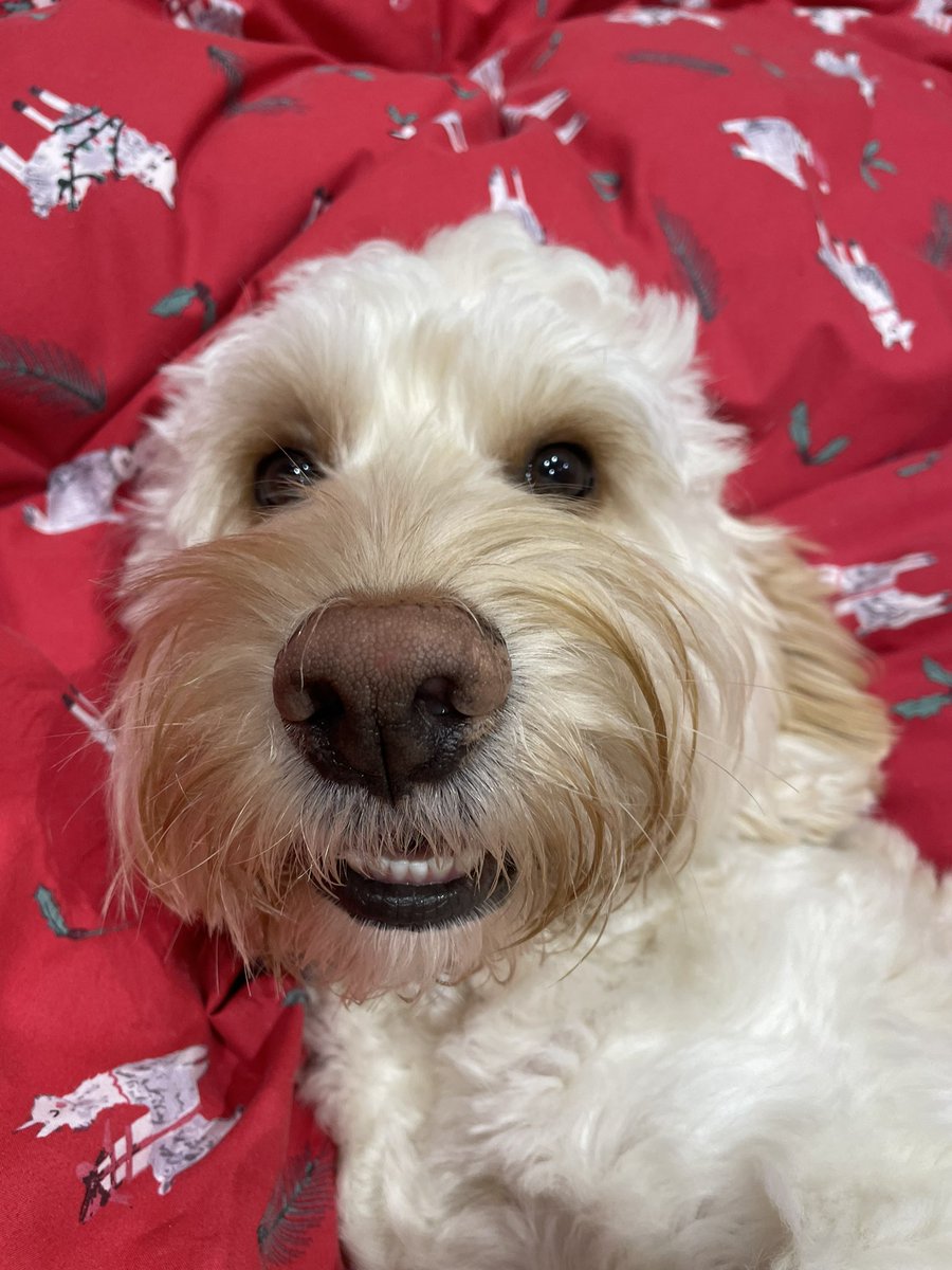 Sophie_Inu's tweet photo. @shriiines Biscuit giving you his best cheesey grin https://t.co/1Rpob497o2