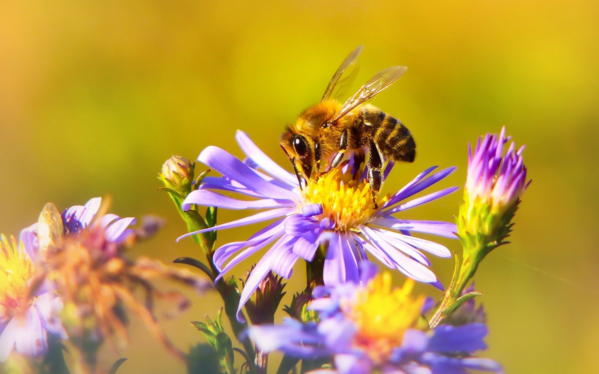 New research led by scientists from @TCD_NatSci and @DCU shows that bees may be at risk from exposure to #glyphosate (an active ingredient in some of the EU’s most commonly used weedkillers) via contaminated wildflower nectar. Read more at: bit.ly/3kgcCpr
