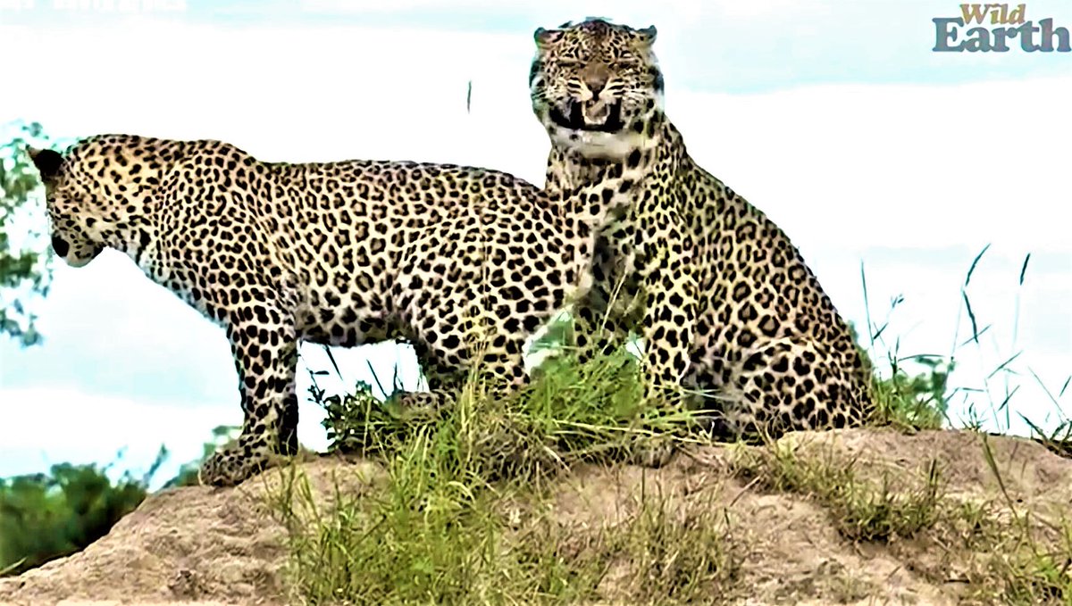 Chemelmar's tweet image. Howdy Tuesday Safarians 👋
So I see Prince #Maribye got himself a piggie who shoulda stayed home on sunrise #wildearth 😮
Such a blessing to still be able to see #Thandi's boy as he matures ♥