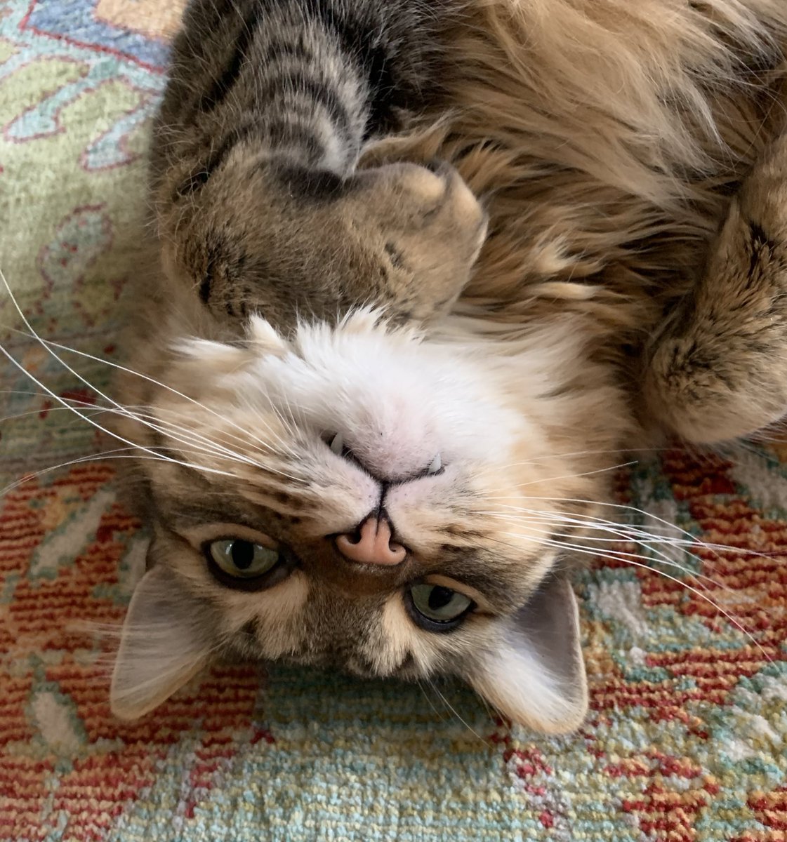 It’s the lil teeth for me