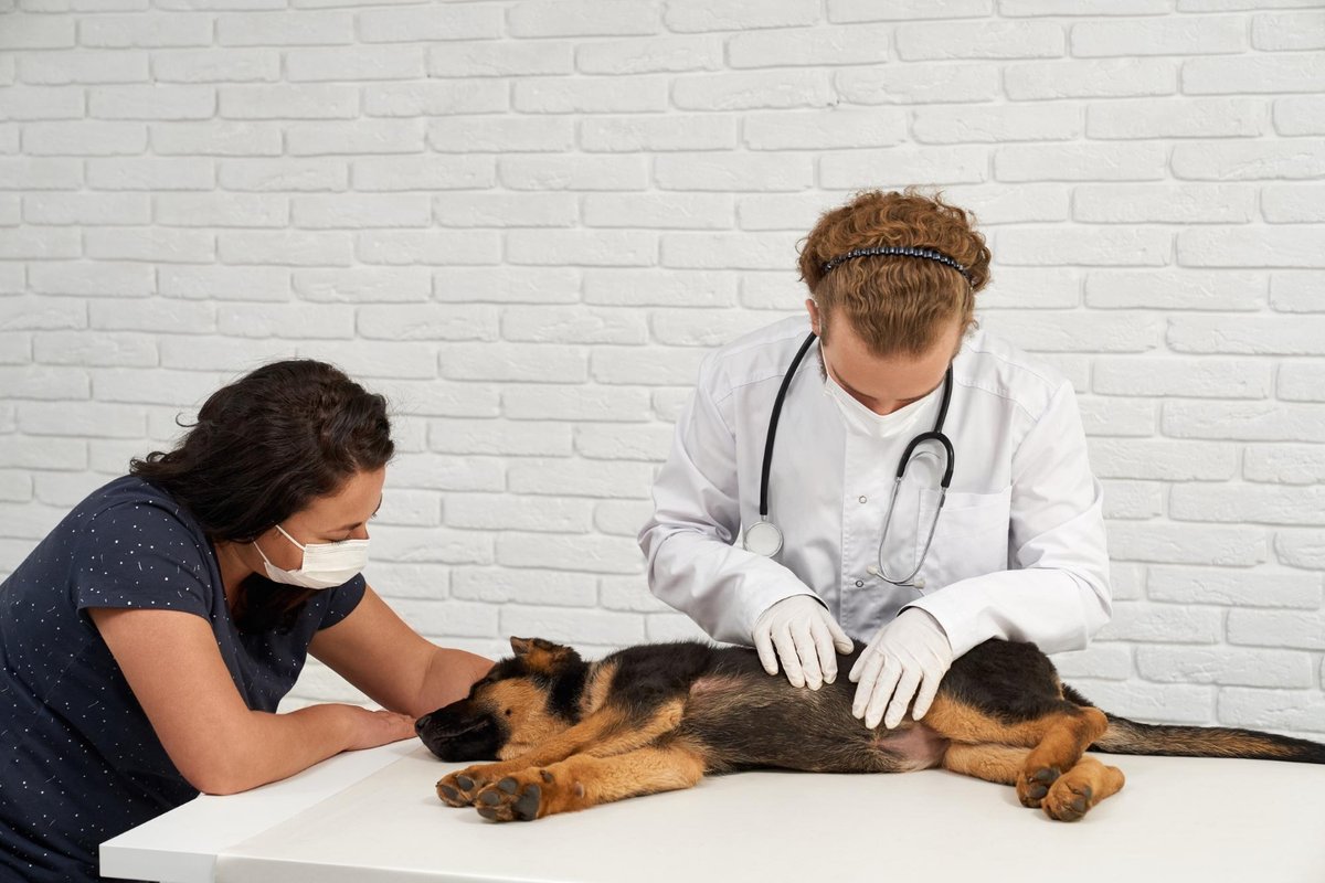 caesgatos's tweet photo. Zona rural de Mossoró (RN) vive surto de cinomose após morte de dezenas de cães. Doença canina não é transmissível para humanos nem para outros animais domésticos, como gatos ⚠️ https://t.co/ZWocukCNNN #cãesegatos #cinomose #riograndedonorte #cães #doença #patologia https://t.co/CeewQNIO1W