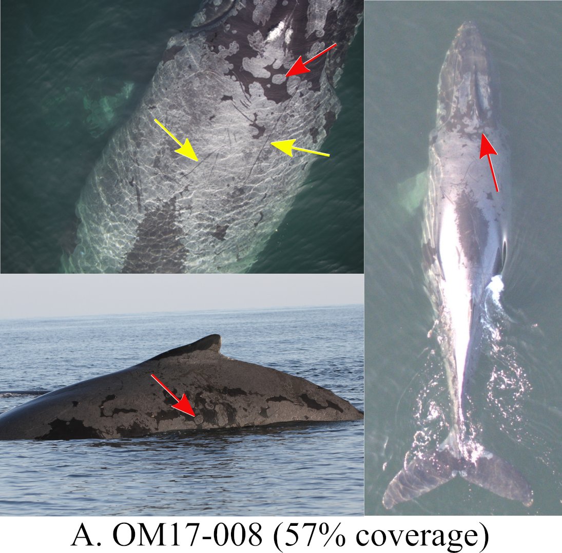 okiewhaler's tweet photo. New Paper Out this week led by our group!! We present a methods for diagnosing, quantifying, and monitoring a persistent &amp; pervasive skin disease in Endangered Arabian Sea humpback #whales using #drones #DroneDermatology
https://t.co/0VODFcRfod https://t.co/DqViWuhhWR