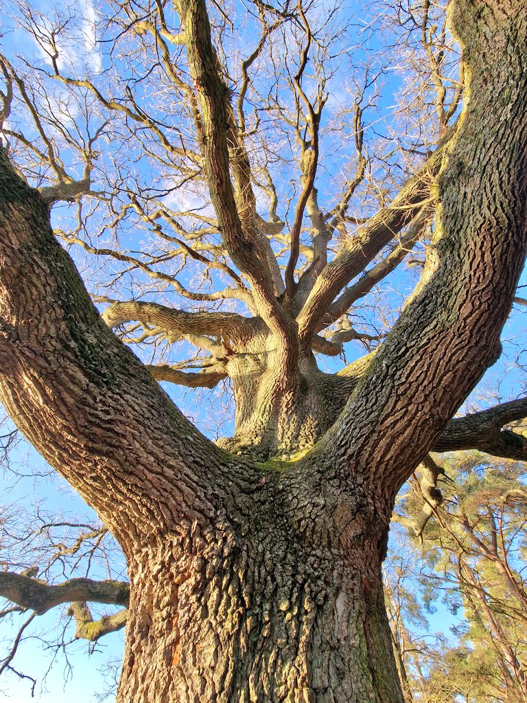 Happy #thicktrunktuesday beautiful #treepeople of Twitter 💚💚💚

#TreeTuesday #nature
#trees
#treesarelife