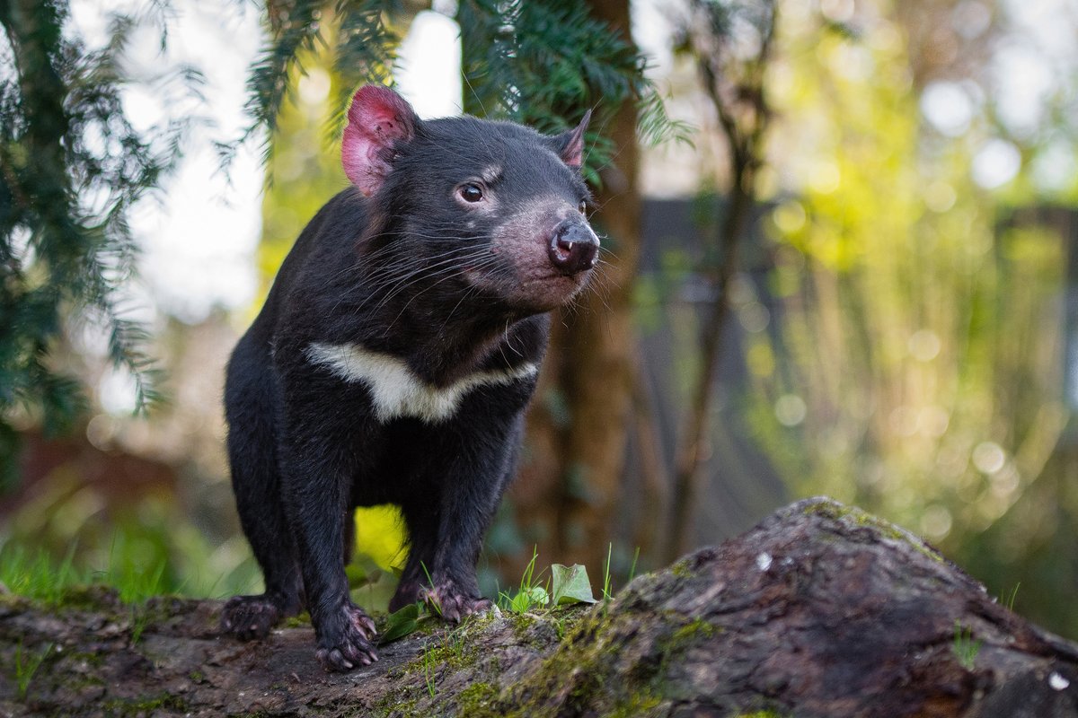vicky_melfi's tweet photo. JZAR early online research article | A retrospective study of breeding in Tasmanian devils 🚼 Check it out👉 https://t.co/5reTAVoxCC #Zooresearch @JZAR_EAZA @EAZA @BIAZA @zoos_aquariums @waza @ZooAquariumAssn @thezooscientist https://t.co/kNcImguQl2