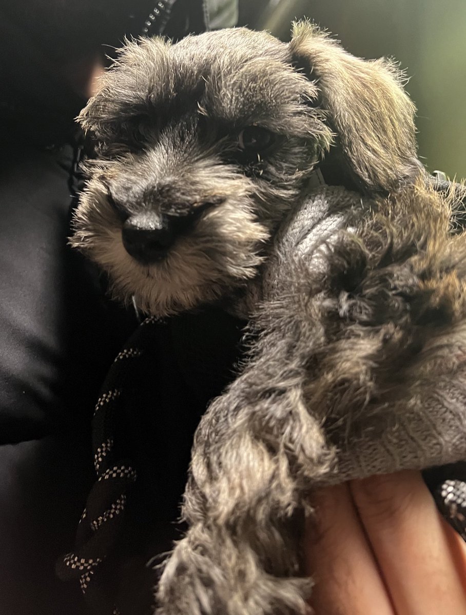 PoromaPant's tweet photo. If you catch me celebrating in the streets of jersey city, it’s because this girly finally pooped outside 😮‍💨😅 #poopqueen https://t.co/mOAHFO3Aw7