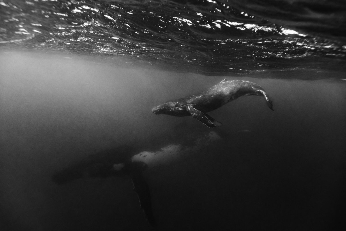 Throw a vote for people's choice on some work from Tonga! 👍 refocus-awards.com/people-vote-aw… #ocean #humpbackwhales #tonga #refocusawards
