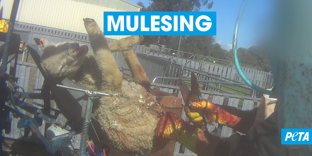 PETADeutschland's tweet photo. Die australische Wollindustrie beharrt weiterhin auf der grausamen und äußerst schmerzvollen Prozedur namens #Mulesing. 💔
Indem ihr jetzt aktiv werdet, können wir das Leid der Merinoschafe in Australien beenden: https://t.co/vAqr6WiCgu ✍ https://t.co/ytnl46v9Y3
