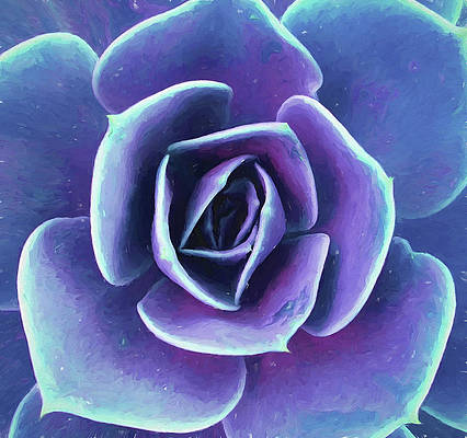 Blue Rose Echeveria #AYearForArt #BuyArtNotCandy #plantart #cactus #purpleplant #succulent #digitalart #houseplant #photography #photographyisart #art #artist #EcheveriaImbricata  #purple #desertplant #squareart 
It's here - deborah-league.pixels.com/featured/purpl…
Also available in green