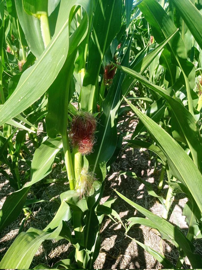 #Maiz en la #Costa. Foto1. FS 1ra sem de Nov híbrido MR124 izq y <a href="/PioneerSemillas/">Pioneer Semillas</a> 0622 VYHR. Foto2 FS 3ra de Octubre <a href="/PioneerSemillas/">Pioneer Semillas</a> 0622 entrando en PC con + 60 Mil plantas/ha. #SeguimosAprendiendoJuntos <a href="/NairSrl/">Agro La Nair SRL</a>