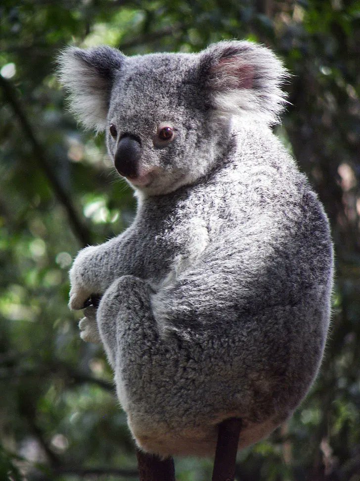 We extend the deadline of the Research track of #MOBILESoft2023 to January 26th (the abstract submission deadline will be the same as the paper deadline).
Don't lose the chance to submit your paper and present it in Melbourne <a href="/ICSEconf/">ICSE</a> 😍😍😍!
More info: buff.ly/3TzNCpp