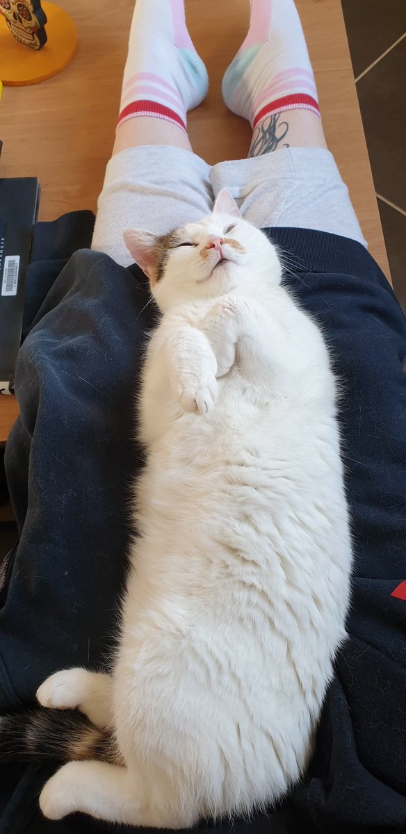 cLouffy's tweet photo. Je n'ai pas encore eu l'occasion de vous présenter Rose. 6 ans, adoptée à la SPA il y a 2 semaines. En grande confiance très rapidement, un véritable amour 🥰 https://t.co/G5yaYBxmct